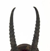 Ibex horns on a plaque